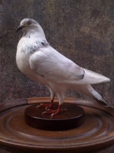 Dove Taxidermy