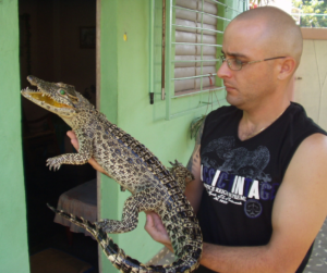 Tomas Crocodile Taxidermy