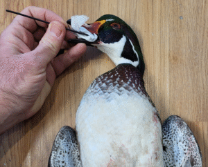 field care bird taxidermy 2 e1758383730624