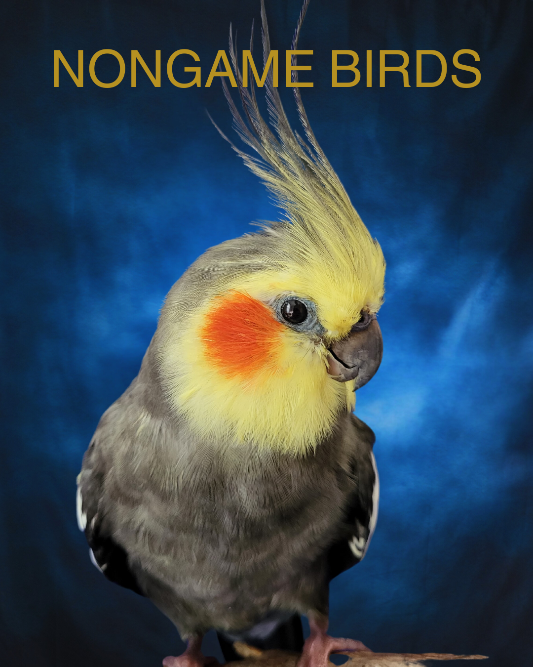 pet bird taxidermy