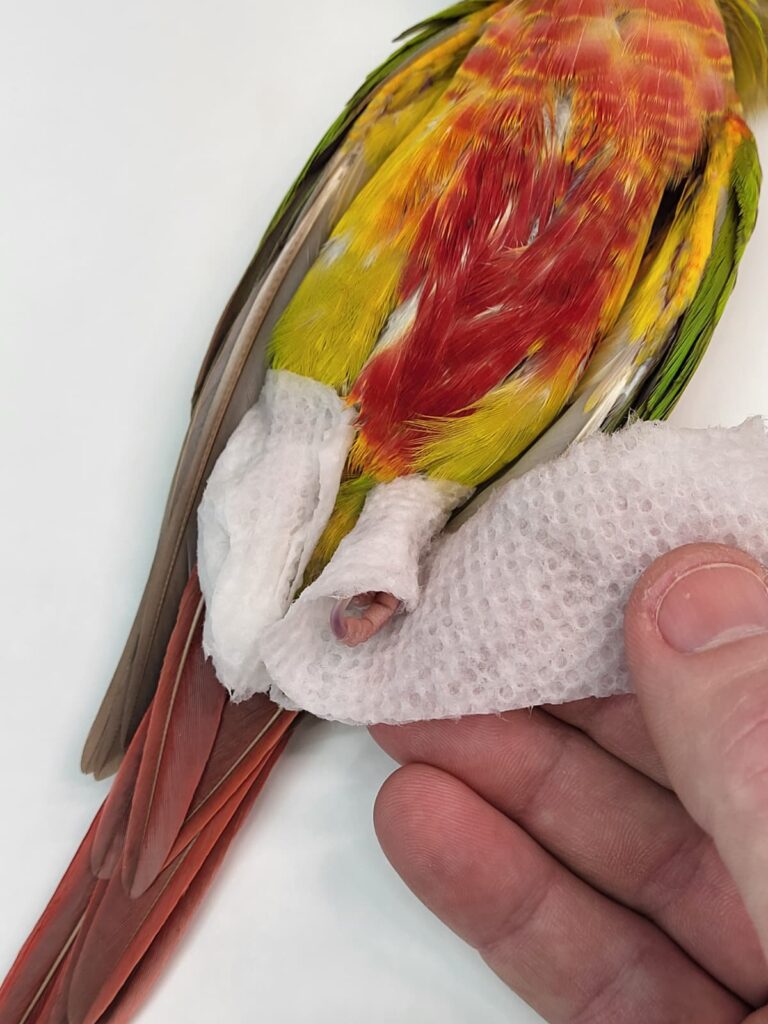 Pet bird taxidermy