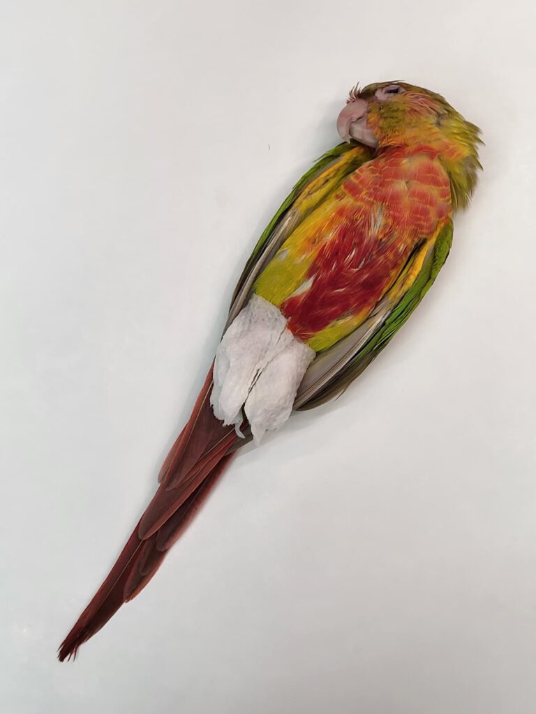 Pet bird taxidermy6