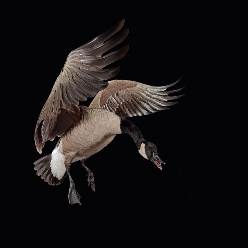 Bird Taxidermy in Northeast