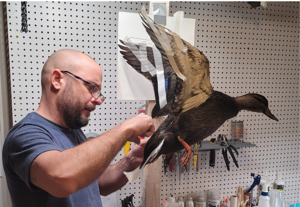 Bird Taxidermy in Connecticut