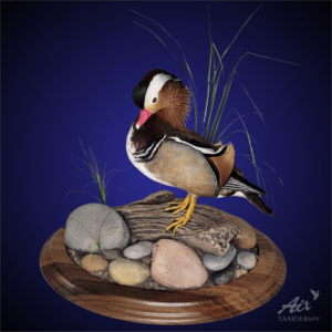 Mandarin Taxidermy