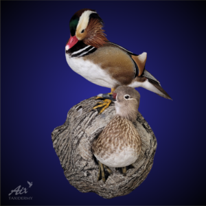 Mandarin Taxidermy