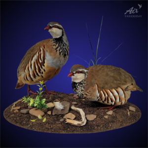 Red-legged Partridge Taxidermy