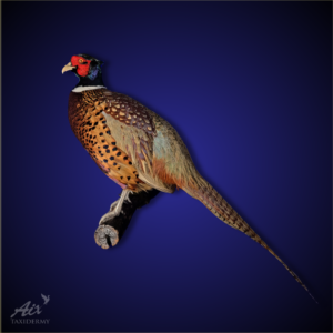 Ring-necked Pheasant taxidermist