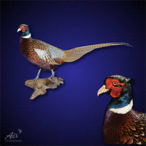 Ring-necked Pheasant taxidermist