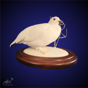 Willow Ptarmigan taxidermy