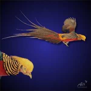 Gold pheasant taxidermy