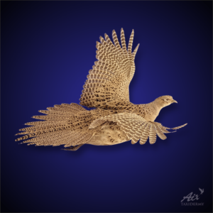 Hen Pheasant Taxidermy
