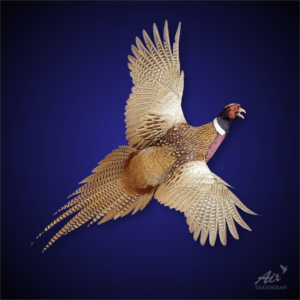 Pheasant flying mount