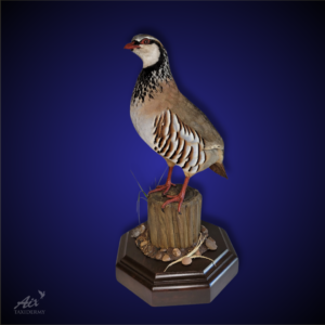 Red-ledged partridge standing taxidermy