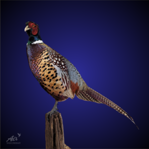Stading pheasant taxidermy