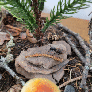 Ants taxidermy