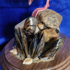 Mussels in taxidermy