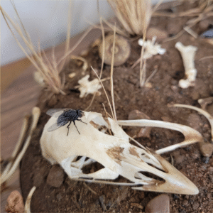 Fly taxidermy