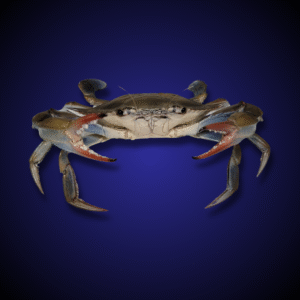 Blue Crab taxidermy