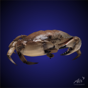Jonah Crabs taxidermy