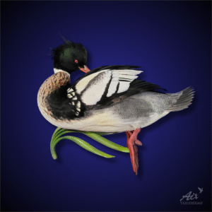 Red-breasted merganser taxidermy