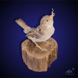 Sparrow taxidermy