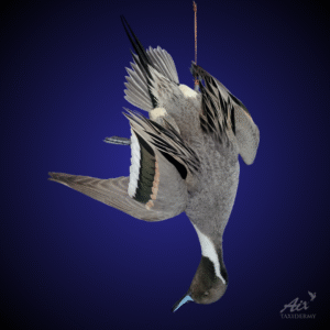 Northern Pintail