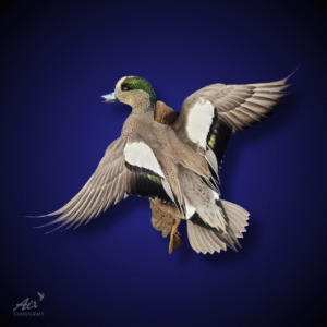 Wigeon taxidermy