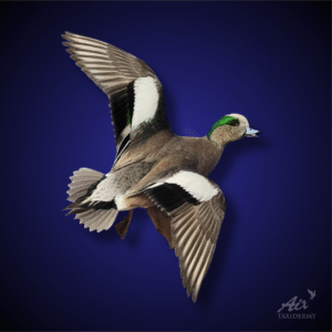 Wigeon taxidermy