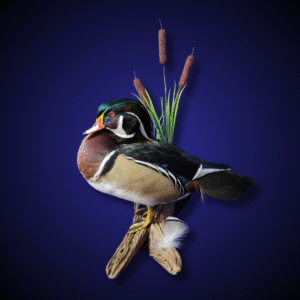 Wood duck