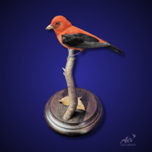 Scarlet tanager