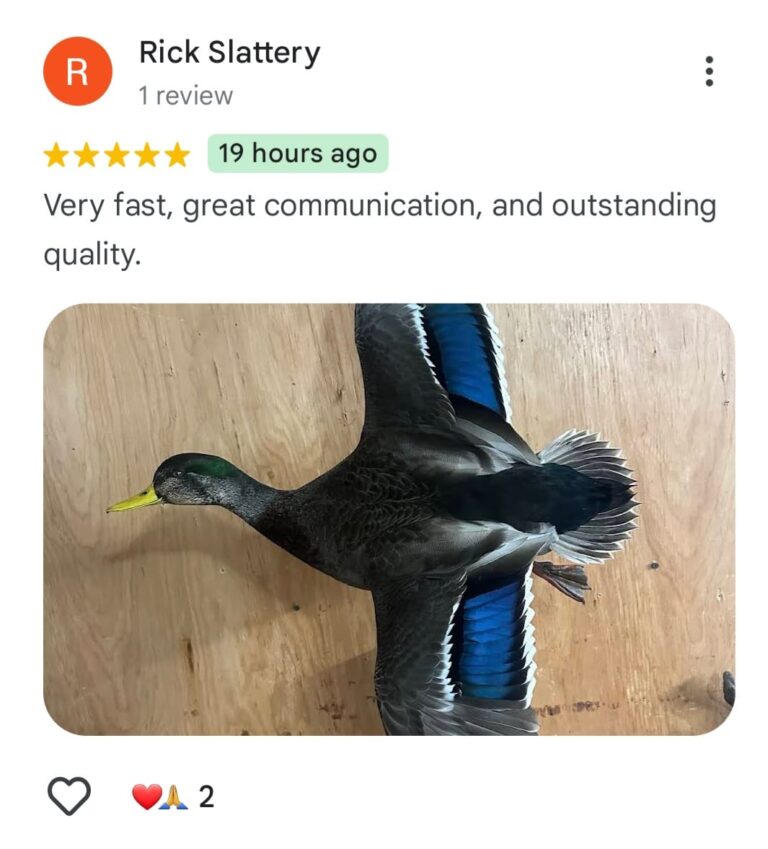 Aix taxidermy reviews
