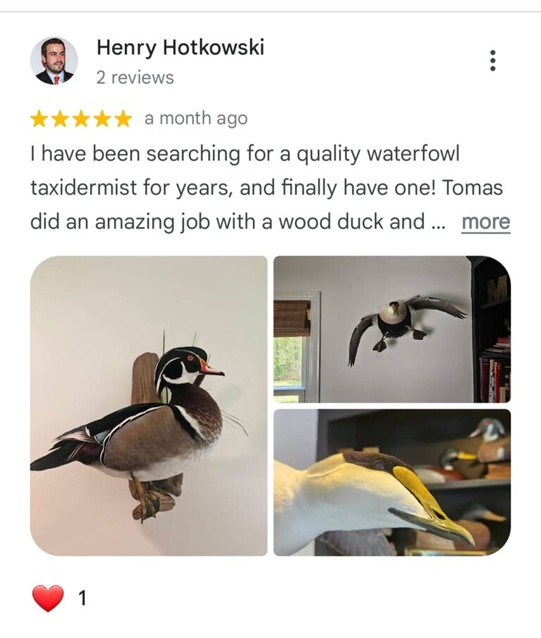 Aix taxidermy reviews