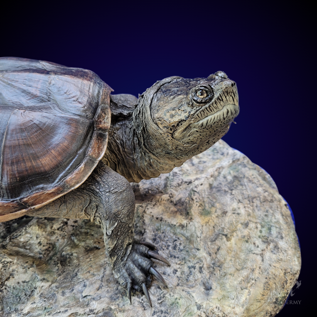 Snapping Turtle mount