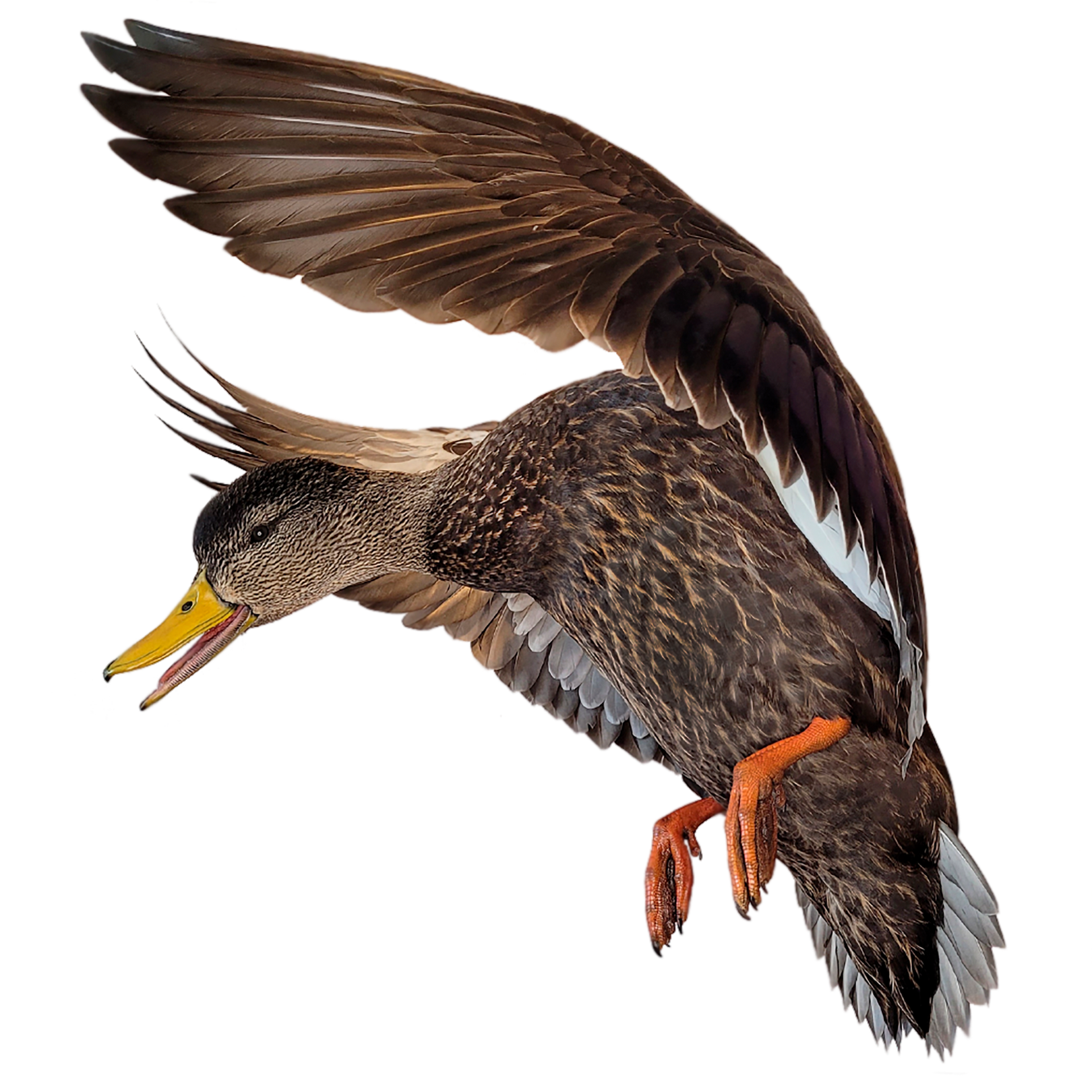 Waterfowl Taxidermy | Aix Taxidermy waterfowl taxidermy