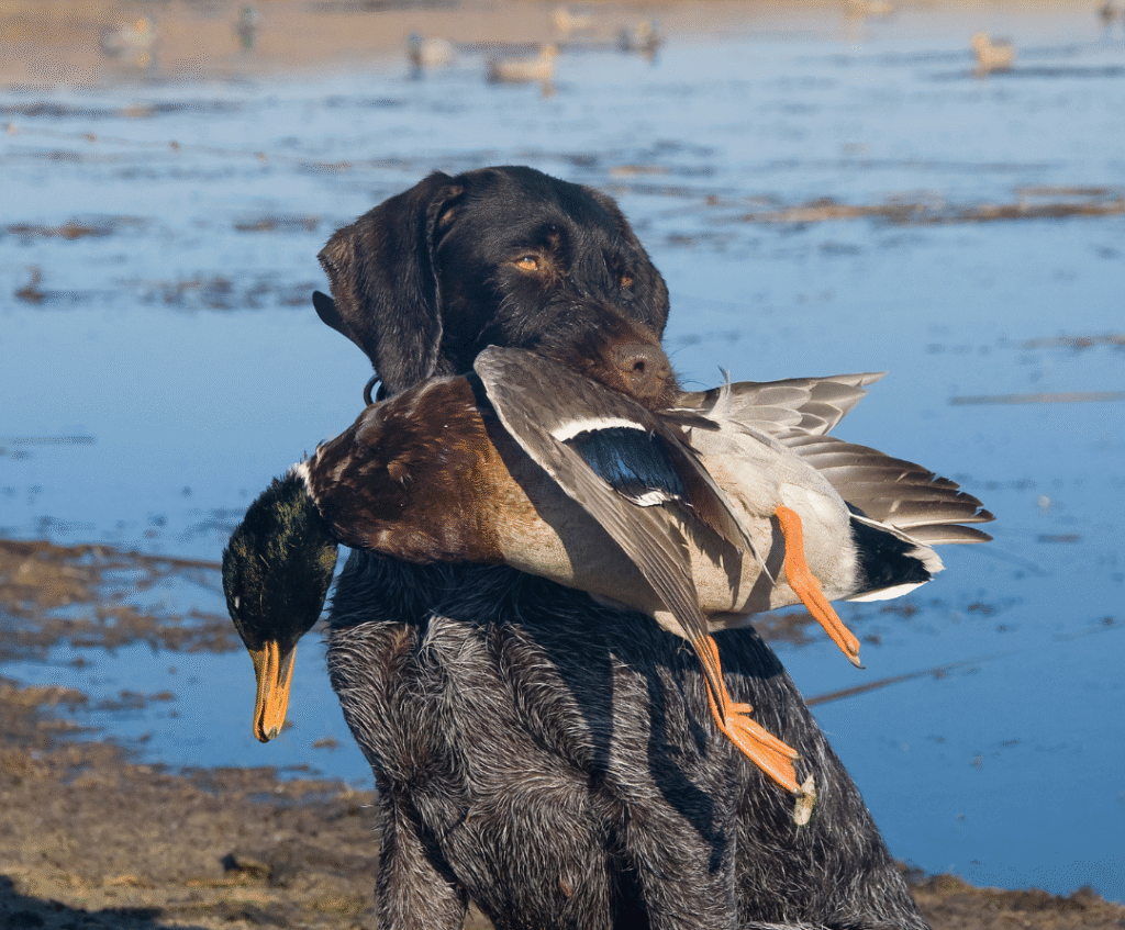 Field care bird taxidermy