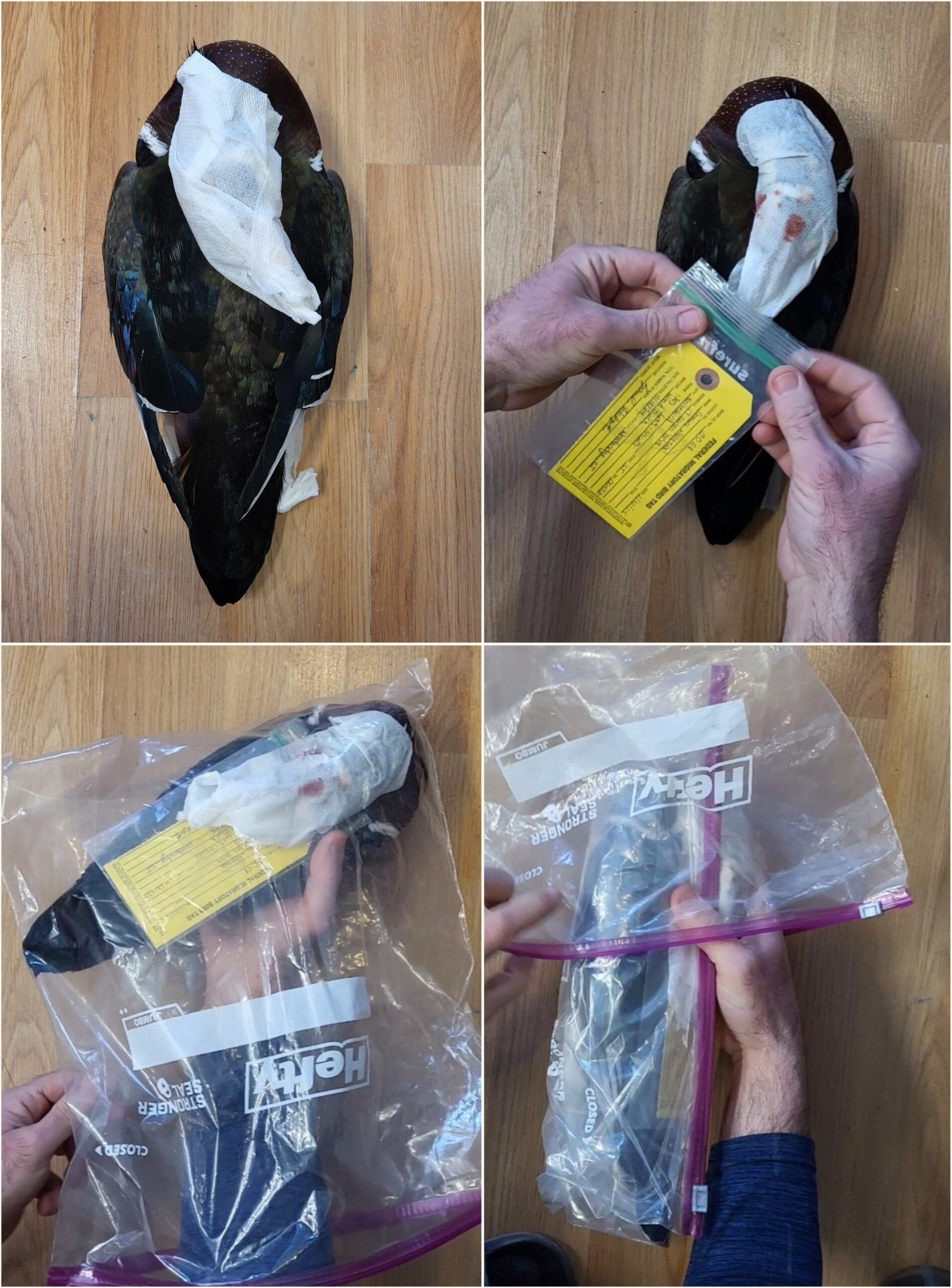 Bagging scaled