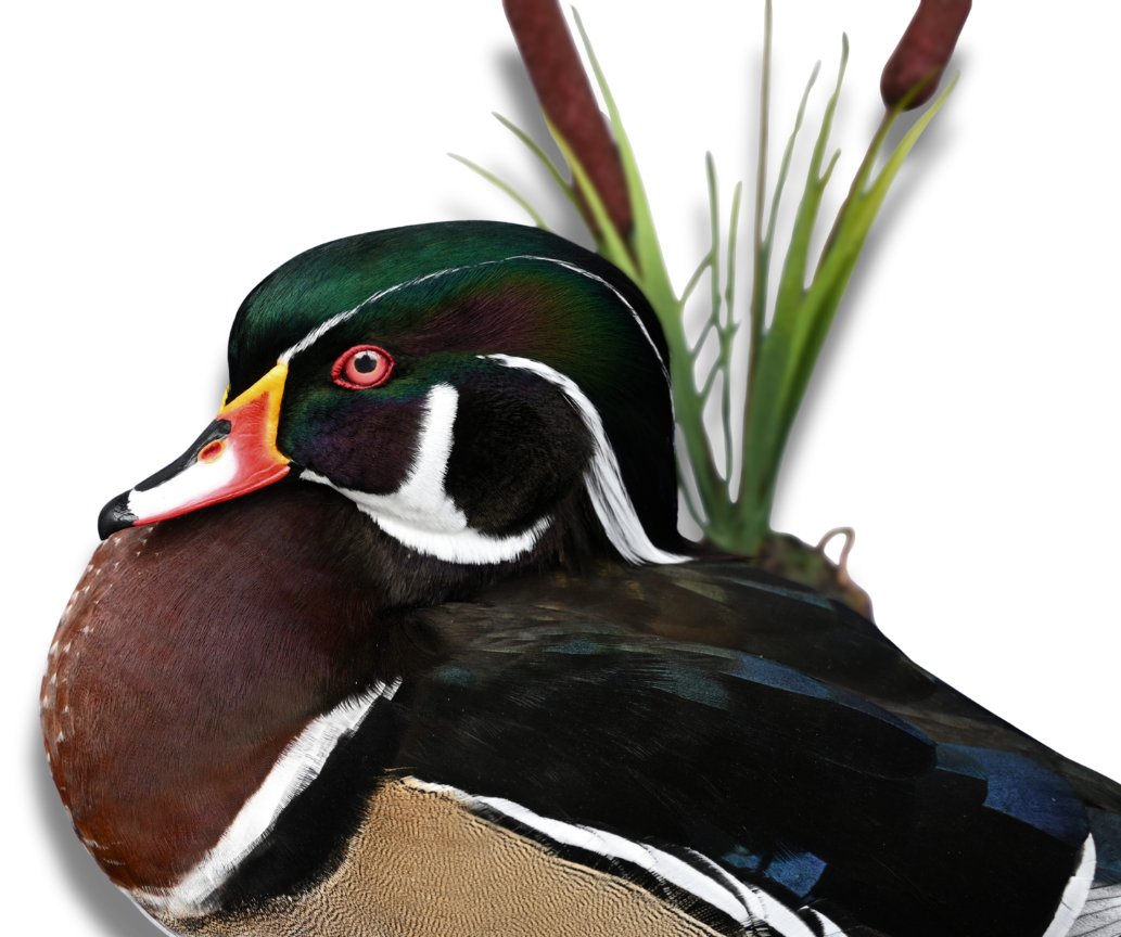 Home | Aix Taxidermy Bird taxidermy in CT