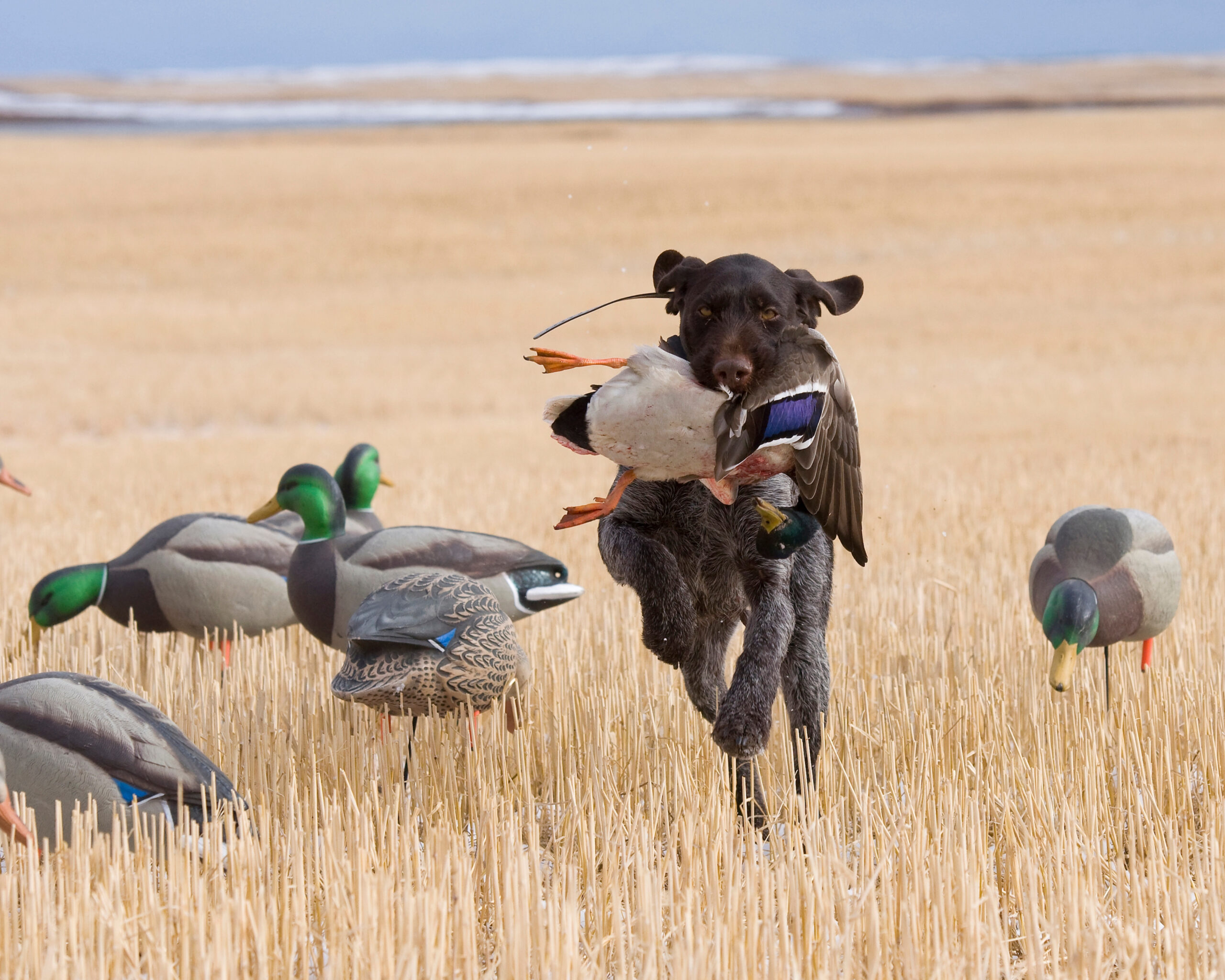Dog scaled