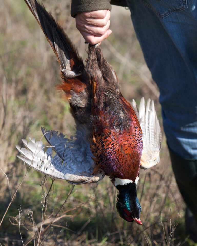 field care pheasant