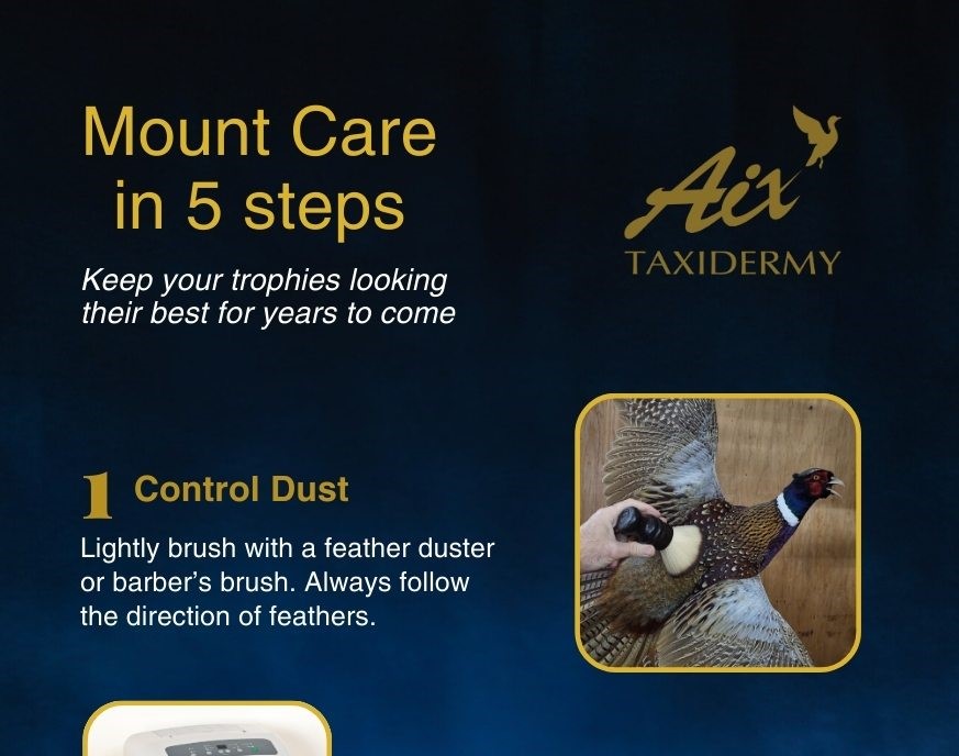 How to care bird mounts 1