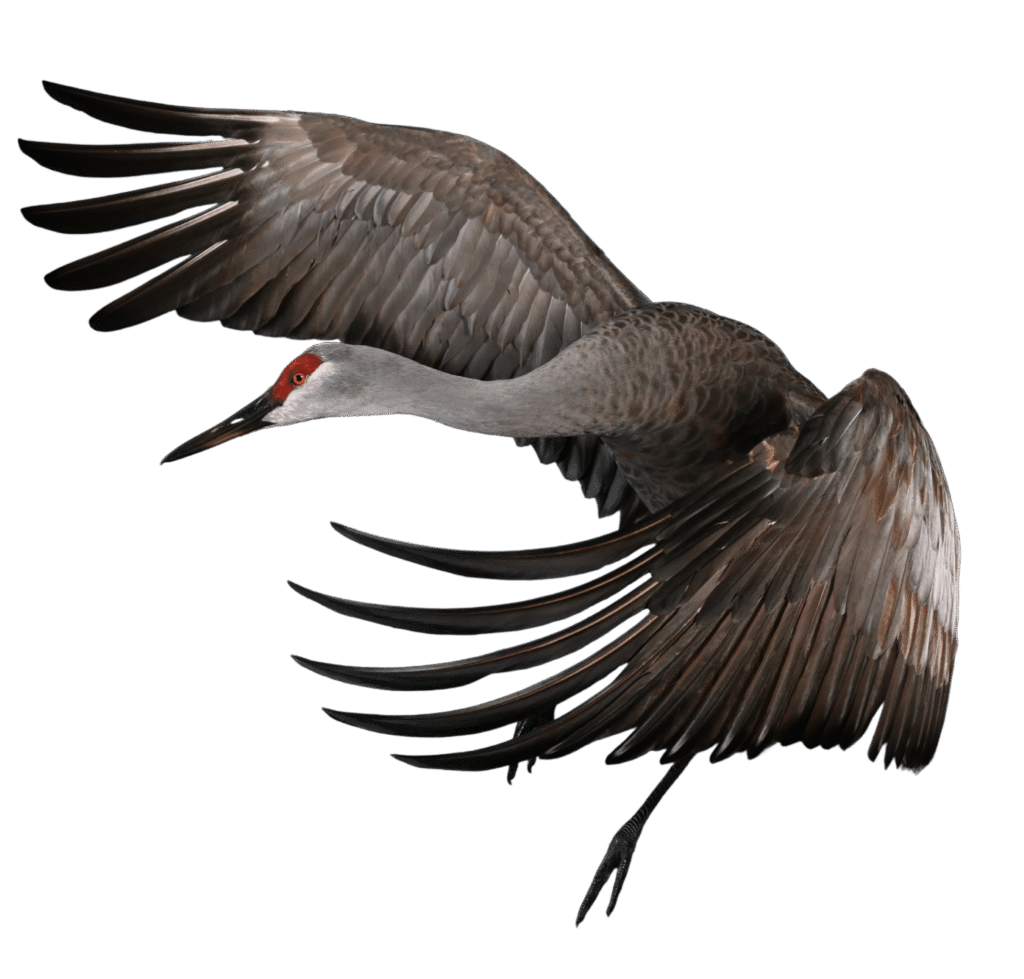 Sandhill Crane taxidermy