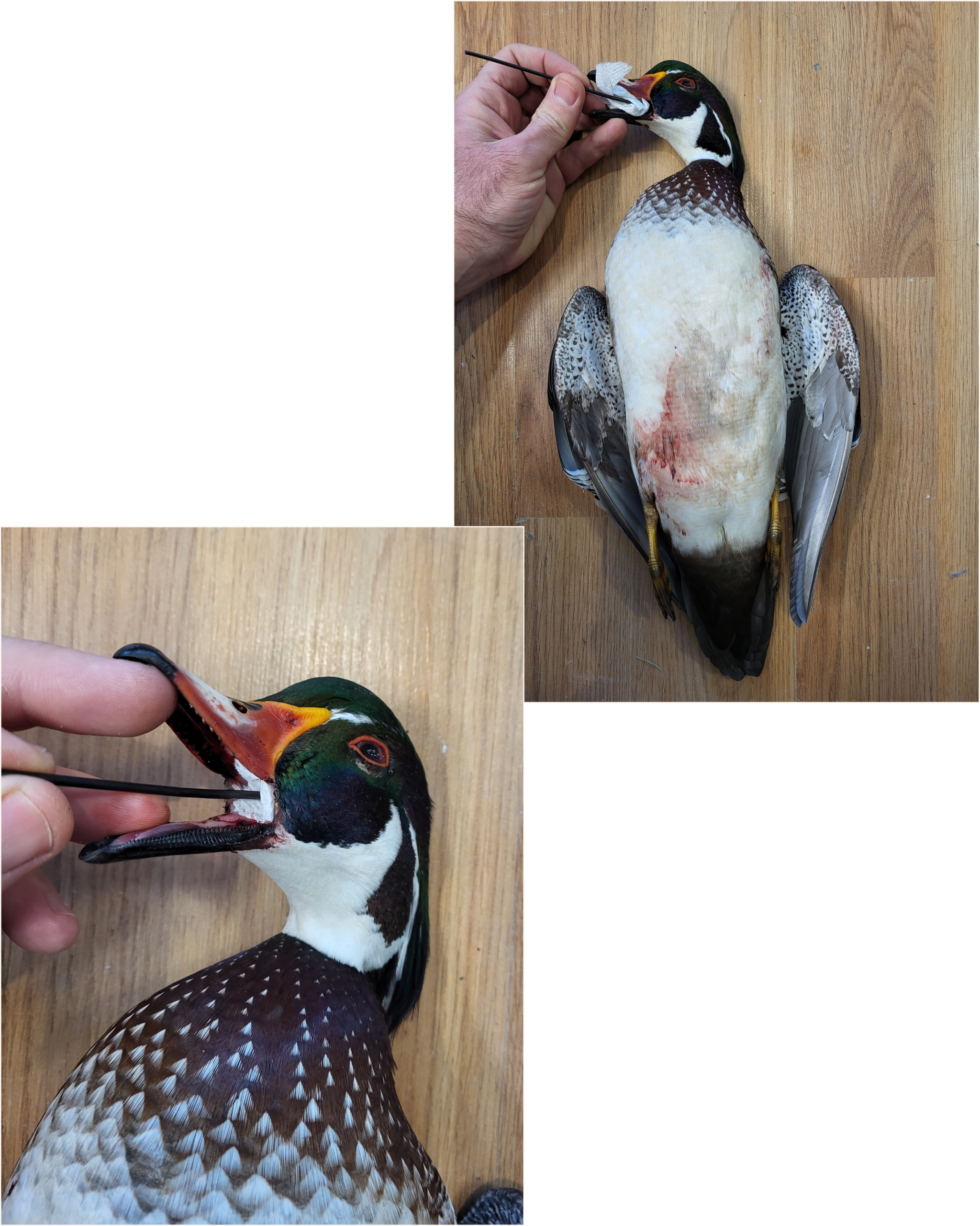 Sealing scaled