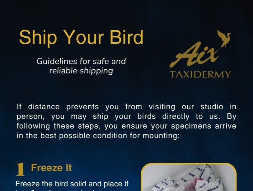 Shipping bird for taxidermy 1