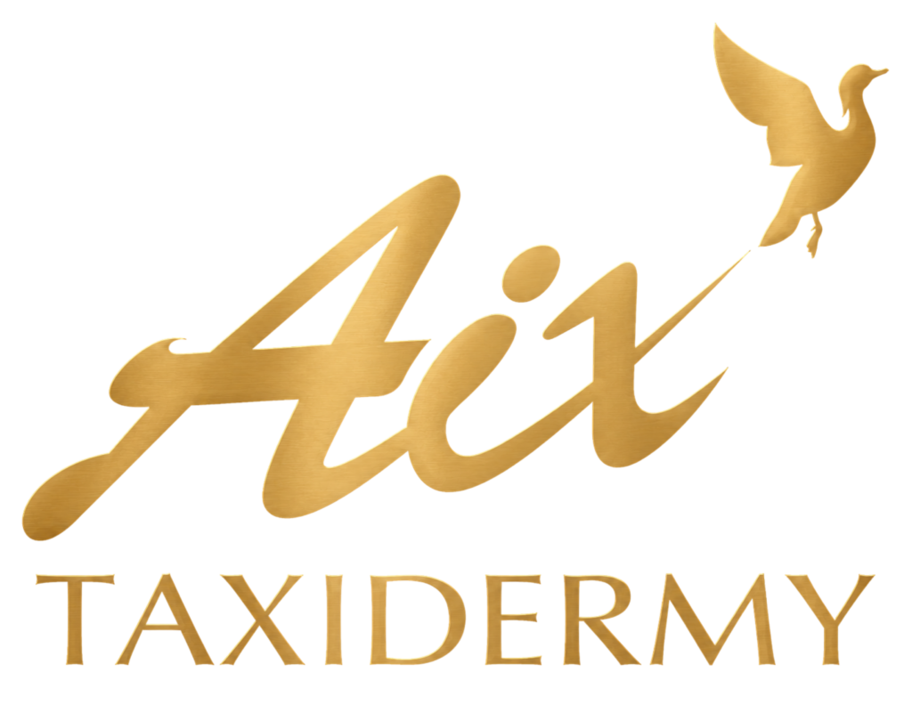 Aix taxidermy