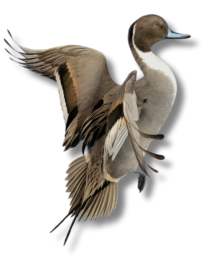 Home | Aix Taxidermy Waterforwl taxidermy
