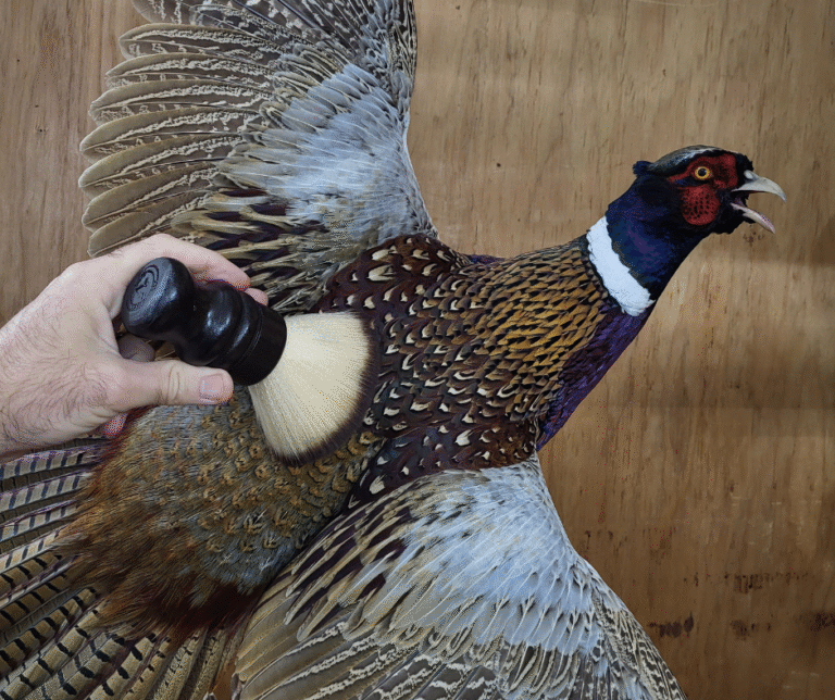 bird mount care at home