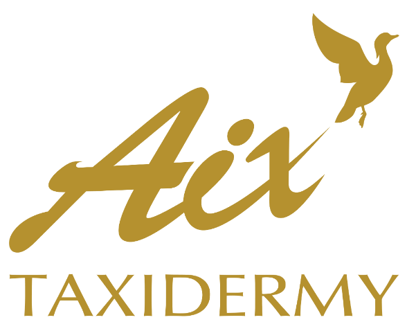 aix taxidermy logo