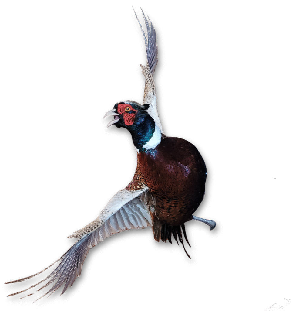 upland taxidermy