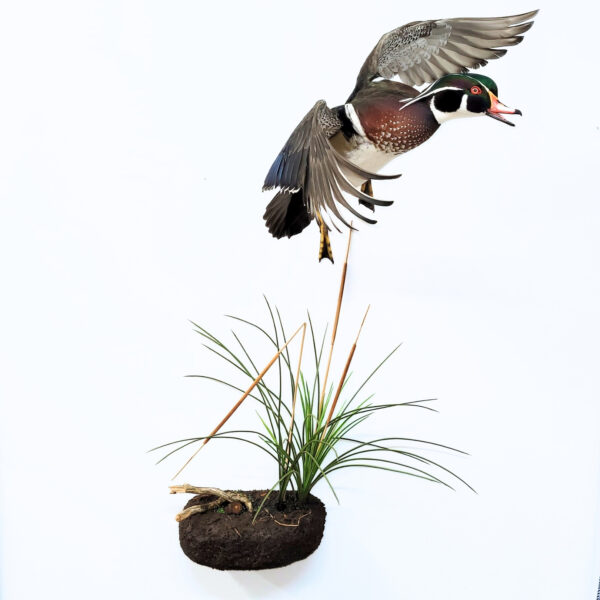 Marsh wall scene for bird taxidermy